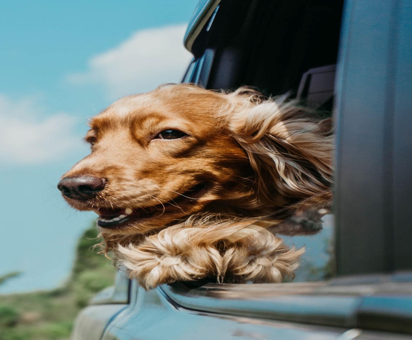 Compensation for Injuries to Your Pet Following a Car Accident in Vegas