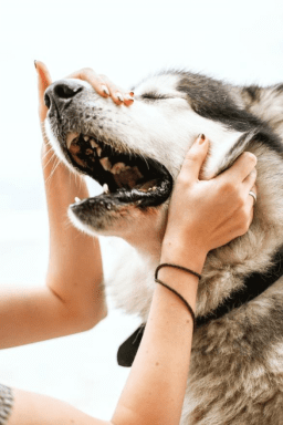 It’s A Pawsuit! Personal Injury Lawyers In Colorado On Dog Bites