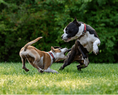Two dogs playing together