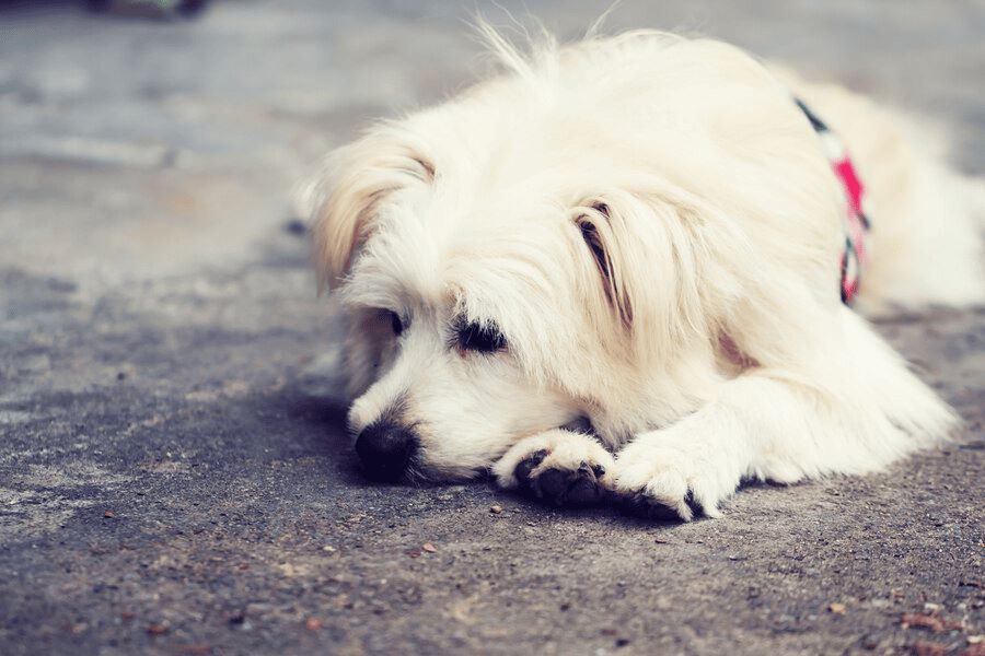 Nevada’s Pet Injury Laws: What to Do When My Dog Was Hit by a Car and Died