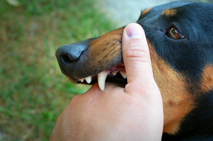 Understanding the Timeline: How Long Does a Dog Bite Lawsuit Take?
