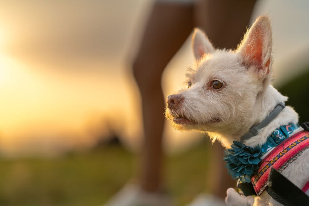 Can You Sue Someone for Stealing Your Dog?
