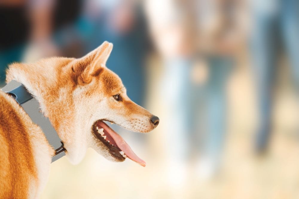 Dog Bite Insurance Claims Settlement: What You Need to Know