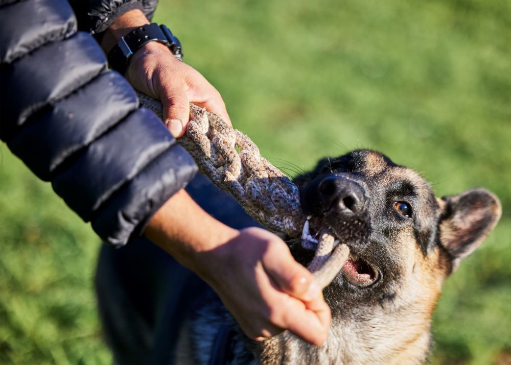 Dog Bite Nerve Damage Settlement: Understanding Your Legal Rights