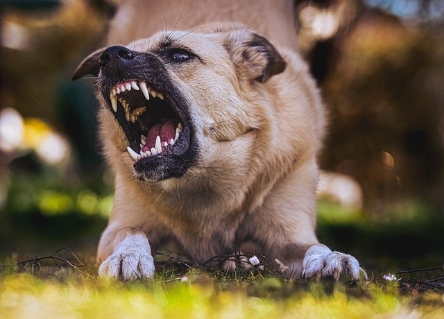 dog, teeth, pet