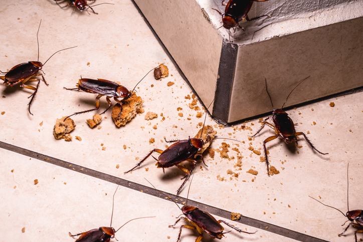 Can You Sue Your Landlord for Roach Infestation?