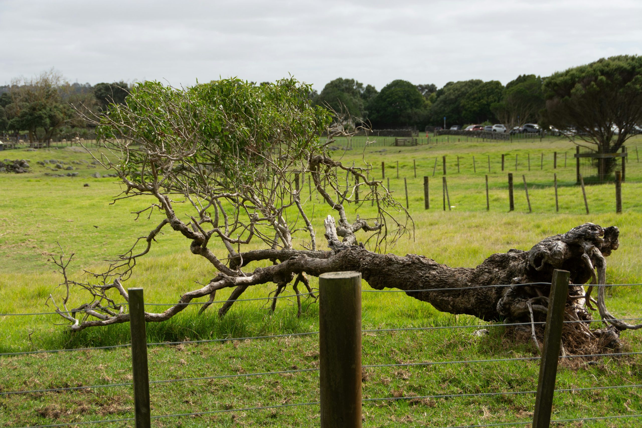 What Do I Do If The Neighbor’s Tree branch Fell in my Yard?