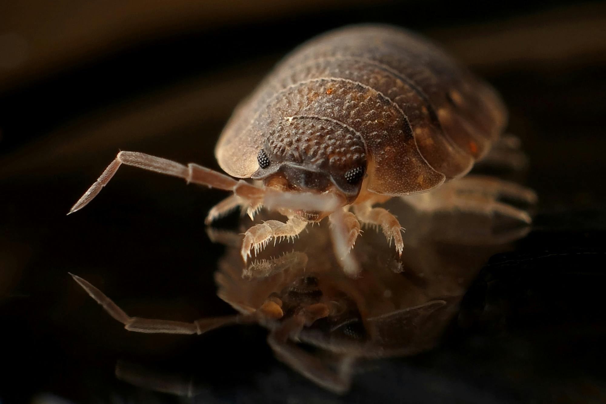 Suing Apartment Complexes for Bed Bug Infestations: What Tenants Need to Know