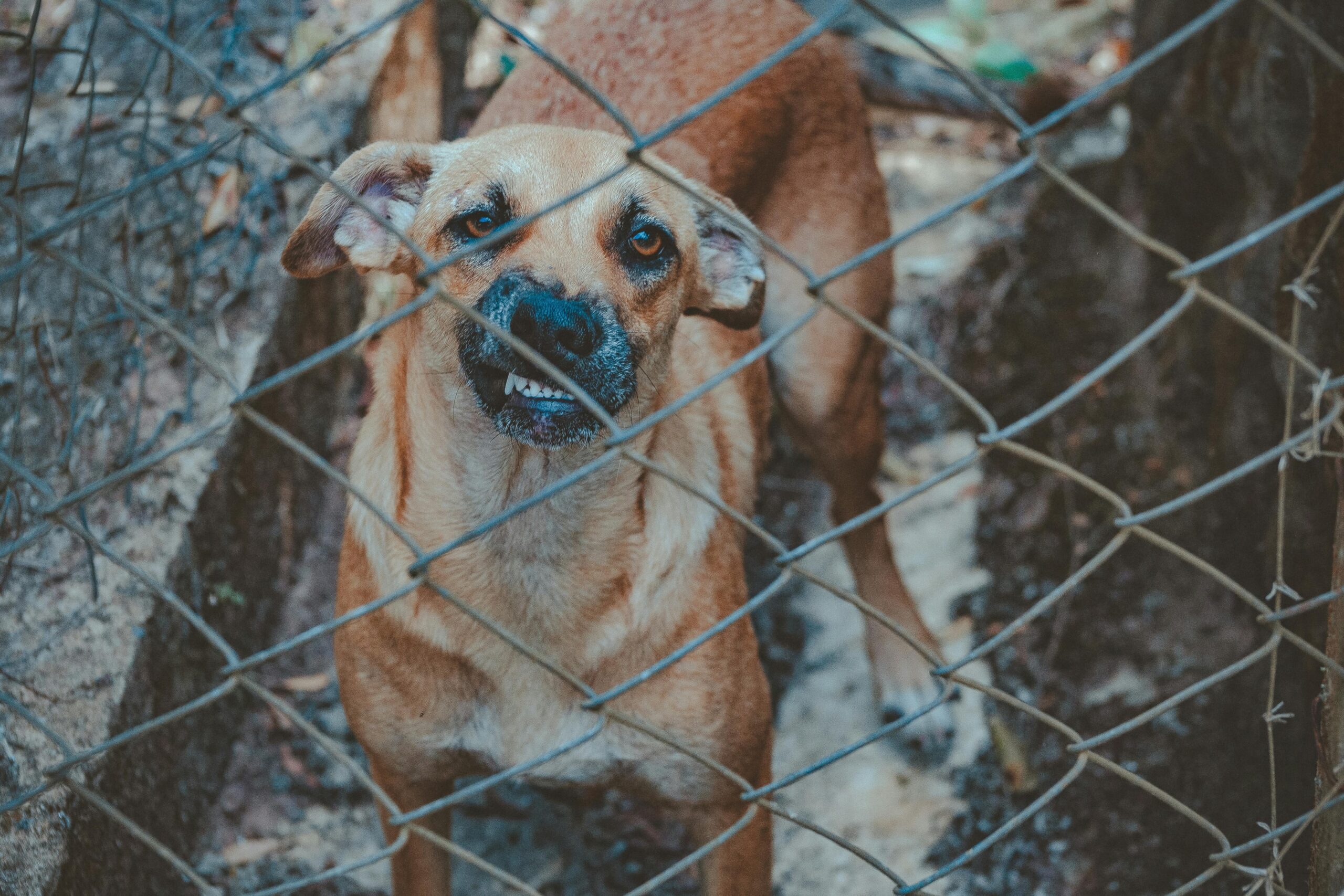 An aggressive dog snapped right before causing a dog bite case