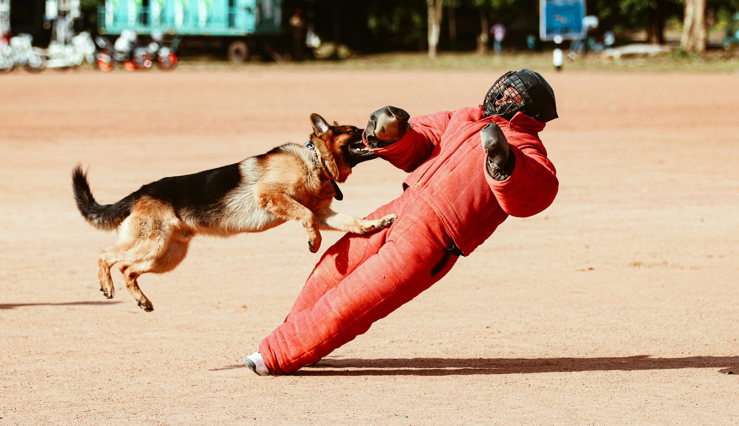 Security dog training.